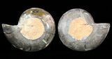 Split Black/Orange Ammonite Pair - Anapuzosia? #55734-1